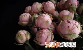 如何进行花材的处理和保鲜,常用花材养护方法,你都知道吗
