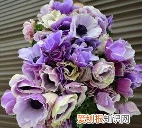 如何进行花材的处理和保鲜,常用花材养护方法,你都知道吗