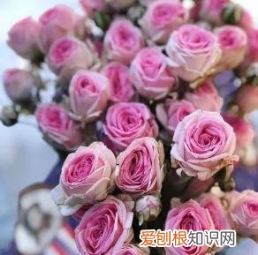 如何进行花材的处理和保鲜,常用花材养护方法,你都知道吗