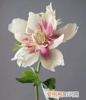 如何进行花材的处理和保鲜,常用花材养护方法,你都知道吗