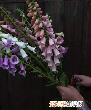 如何进行花材的处理和保鲜,常用花材养护方法,你都知道吗