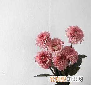 如何进行花材的处理和保鲜,常用花材养护方法,你都知道吗