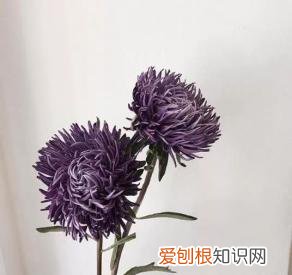 如何进行花材的处理和保鲜,常用花材养护方法,你都知道吗