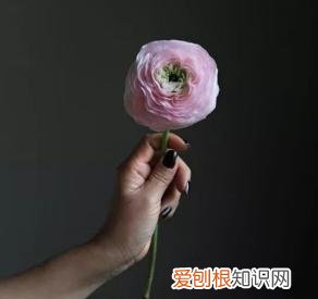 如何进行花材的处理和保鲜,常用花材养护方法,你都知道吗