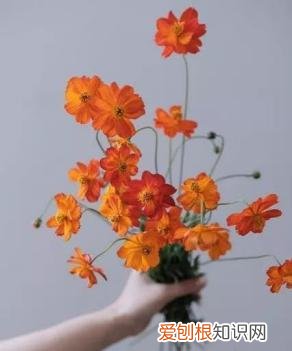 如何进行花材的处理和保鲜,常用花材养护方法,你都知道吗