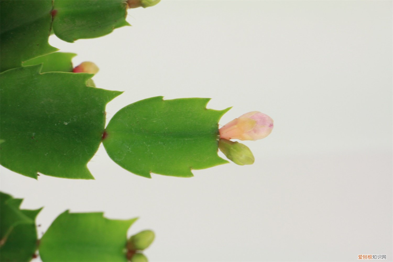 怎样养蟹爪花 螃蟹爪子花养殖方法