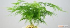 文竹冬天怎么浇水好 文竹冬天怎么浇水