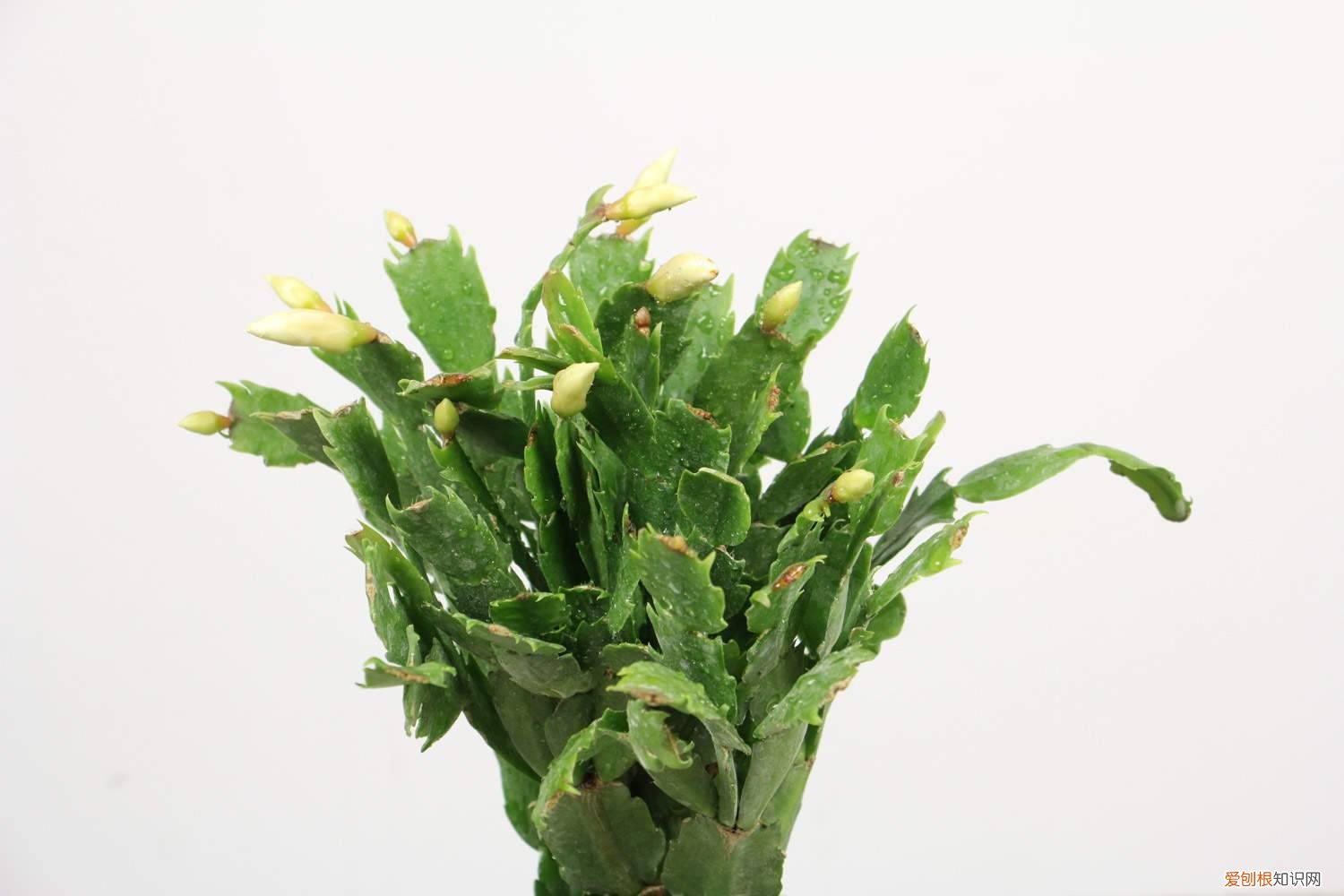 蟹爪兰花期浇水花蕾掉光了咋办 蟹爪兰花期怎么浇水