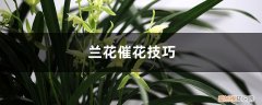 兰花催花技巧和方法 兰花催花技巧