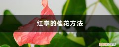 怎样促红掌开花 红掌的催花方法