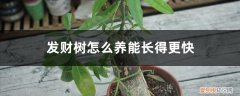 发财树怎么养能长得更快些 发财树怎么养能长得更快