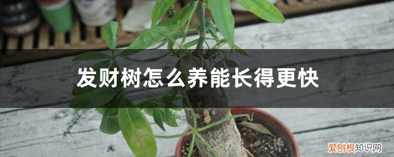 发财树怎么养能长得更快些 发财树怎么养能长得更快