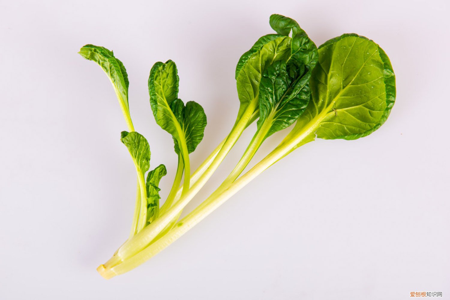 青菜什么时候播种合适? 青菜什么时候播种