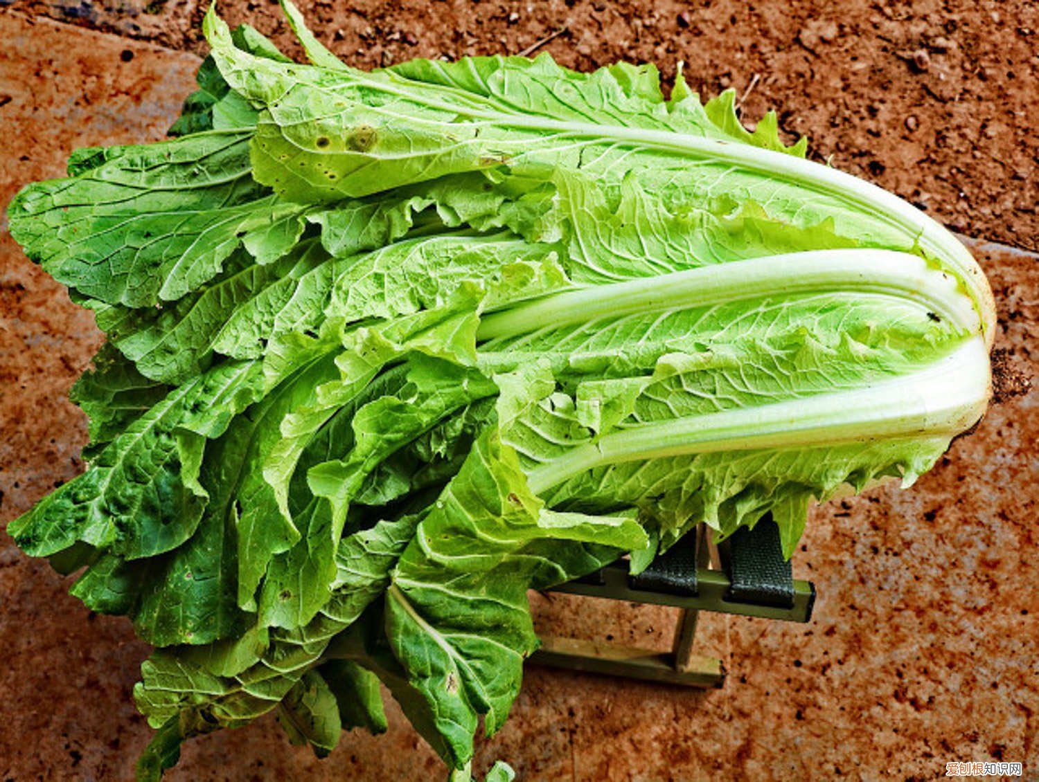 青菜什么时候播种合适? 青菜什么时候播种