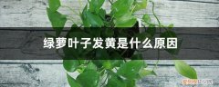 绿萝叶子发黄的原因以及解决方法 绿萝叶子发黄是什么原因