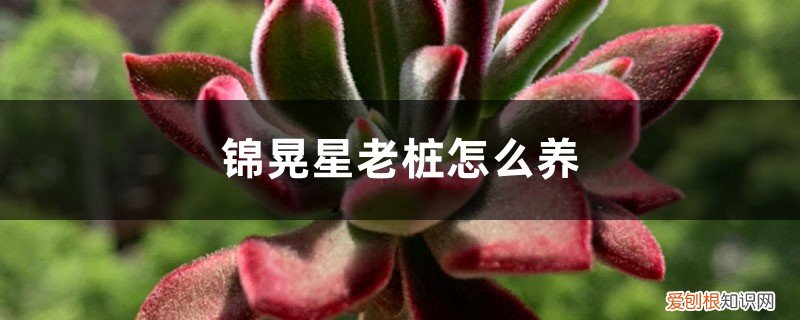 锦晃星老桩的养殖方法 锦晃星老桩怎么养