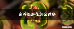 长寿花冬季如何养 家养长寿花怎么过冬