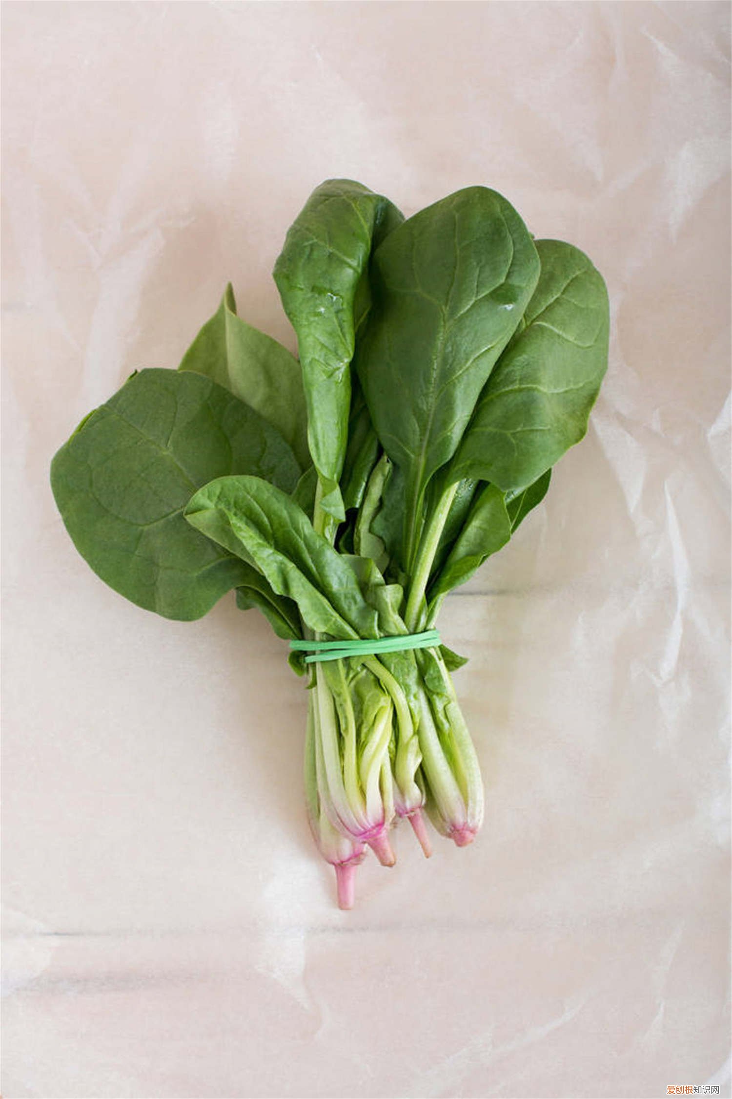 菠菜怎样发芽 菠菜怎么种植发芽快
