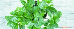 室内花卉养殖技巧 家庭花卉养殖技巧