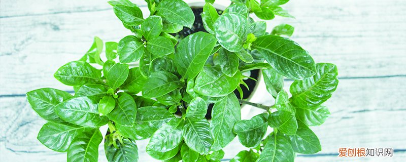 室内花卉养殖技巧 家庭花卉养殖技巧