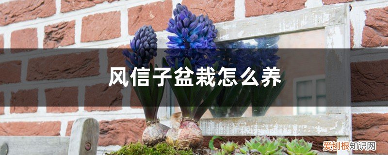 风信子用什么盆养 风信子盆栽怎么养