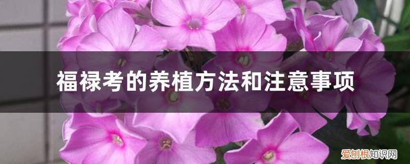 福禄考什么时候移栽 福禄考的养植方法和注意事项