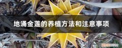 地涌金莲用多大的盆栽合适 地涌金莲的养植方法和注意事项