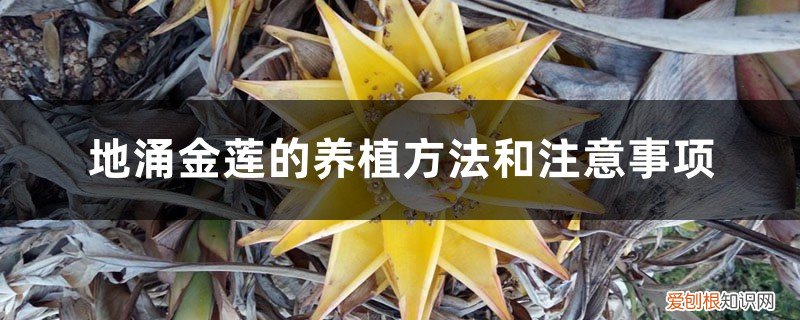 地涌金莲用多大的盆栽合适 地涌金莲的养植方法和注意事项