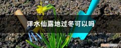 洋水仙冬季 南方北方过冬方法 洋水仙露地过冬可以吗
