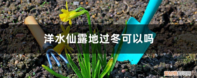 洋水仙冬季 南方北方过冬方法 洋水仙露地过冬可以吗