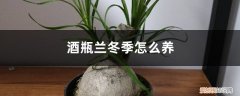 酒瓶兰冬季怎么养护 酒瓶兰冬季怎么养