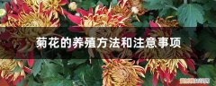 地栽菊花的养殖方法和注意事项 菊花的养殖方法和注意事项