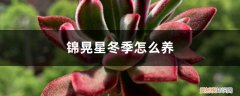 锦晃星夏天怎么养 锦晃星冬季怎么养