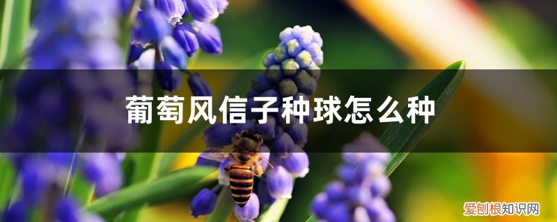 葡萄风信子种球多大 葡萄风信子种球怎么种，什么时候种