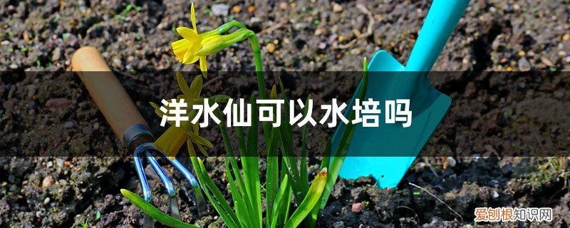 洋水仙怎么栽培 洋水仙可以水培吗，怎么水培