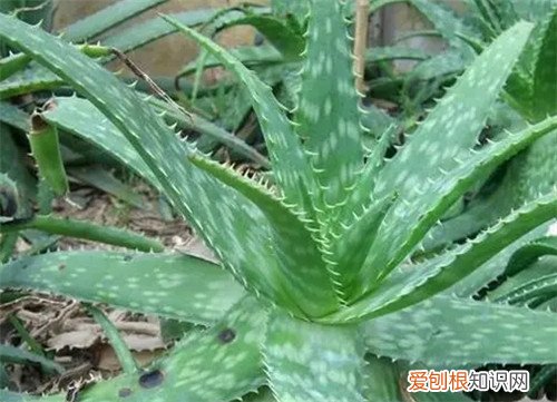 卧室为什么木材味那么重，卧室有股很重的木头味