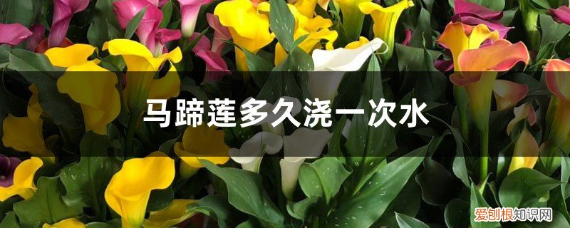 马蹄莲怎么浇水,多久浇一次好 马蹄莲怎么浇水,多久浇一次