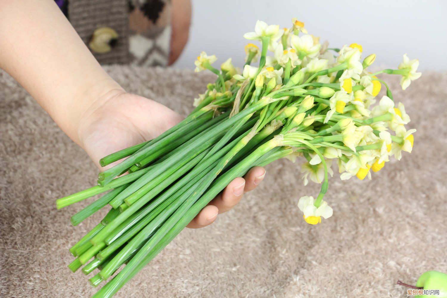 水培水仙花正确养法,多久开花一次 水培水仙花正确养法，多久开花