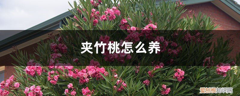 夹竹桃怎么养才能开花 夹竹桃怎么养