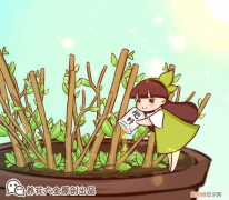 买的鲜花怎么打理，花市老板不会说的5个养花小妙招，每条都实用，很快就能学会