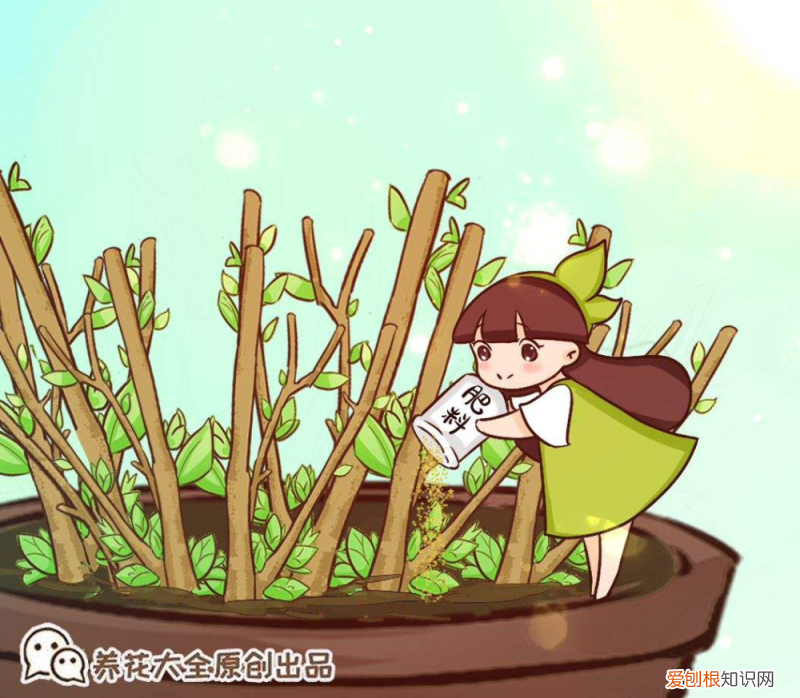 买的鲜花怎么打理,花市老板不会说的5个养花小妙招,每条都实用,很快就能学会