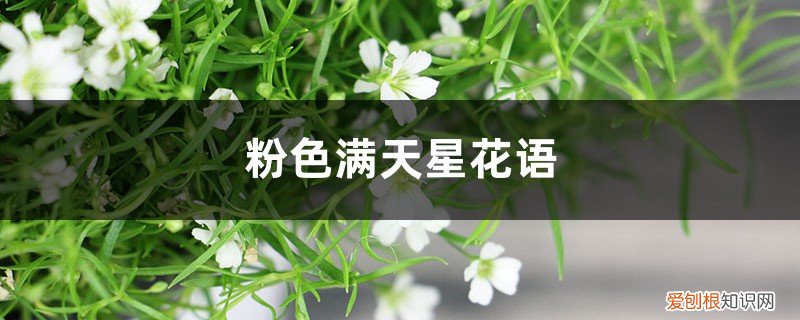粉色满天星花语和寓意有哪些? 粉色满天星花语和寓意,适合送什么人