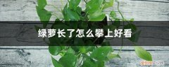 绿萝怎样养长得快 绿萝怎么养长得快茂密，长了怎么攀上好看