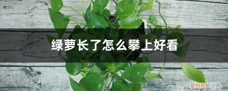 绿萝怎样养长得快 绿萝怎么养长得快茂密,长了怎么攀上好看