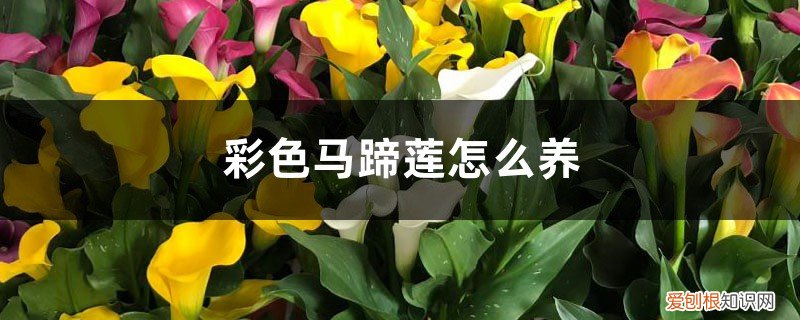 彩色马蹄莲怎么养植 彩色马蹄莲怎么养,能养几年