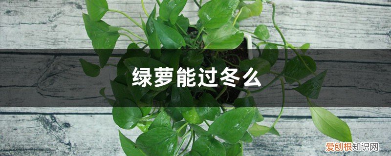 绿萝可以过冬吗 温度和养护 绿萝能过冬么,怎样过冬