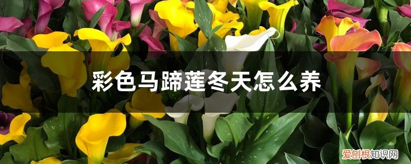 马蹄莲冬眠吗 彩色马蹄莲怎么过冬,冬天会死吗