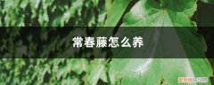 常春藤怎么养怎么扦插 常春藤怎么养