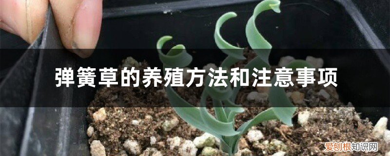 弹簧草的养殖方法和注意事项视频 弹簧草的养殖方法和注意事项