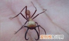 家里有白蚂蚁怎么办 家有白蚂蚁怎么处理